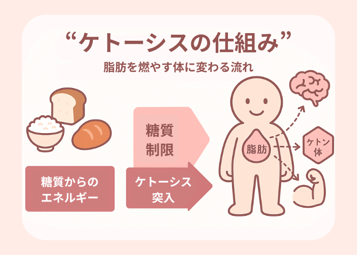 ケトーシスの仕組み｜脂肪を燃やす体に変わる流れ